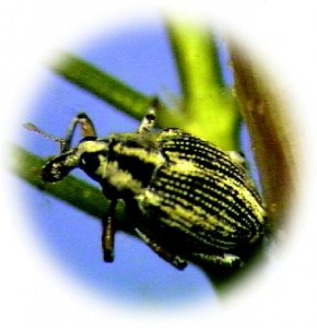 milfoil weevil