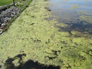 Lake photos, June 21.14 002 (400x300)