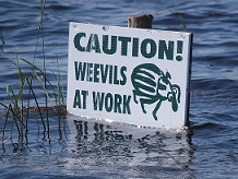 Carried out two implants of the bio-control milfoil weevils to help control Eurasian watermilfoil