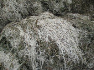 2015-07-09 04.07.28 (640x480)