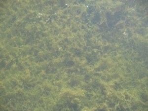 Chara 2, Goreski's (640x480)