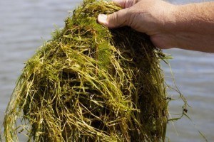 _DSC2977 (2) (640x427)